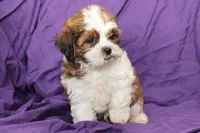 Scout, a male Shihpoo and Shih Tzu for sale in Clarkson, KY – 5 of 6