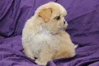 Pearl, a female Shihpoo for sale in Clarkson, KY – 2 of 4