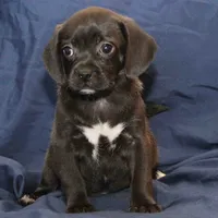 Sterling, a male Puggle for sale in Clarkson, KY – Photo 1 of 9