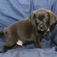 Sterling, a male Puggle for sale in Clarkson, KY – Photo 3 of 9