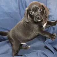 Sterling, a male Puggle for sale in Clarkson, KY – Photo 2 of 9