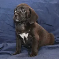 Sterling, a male Puggle for sale in Clarkson, KY – Photo 6 of 9