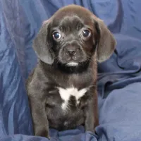 Sterling, a male Puggle for sale in Clarkson, KY – Photo 9 of 9
