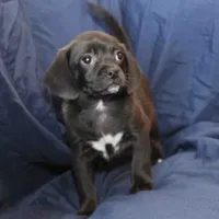 Sterling, a male Puggle for sale in Clarkson, KY – Photo 7 of 9