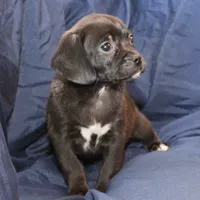 Sterling, a male Puggle for sale in Clarkson, KY – Photo 5 of 9