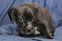Tux, a male Puggle for sale in Clarkson, KY – 8 of 8