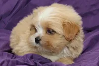 Winston , a male Shihpoo and Shih Tzu for sale in Clarkson, KY – 5 of 5