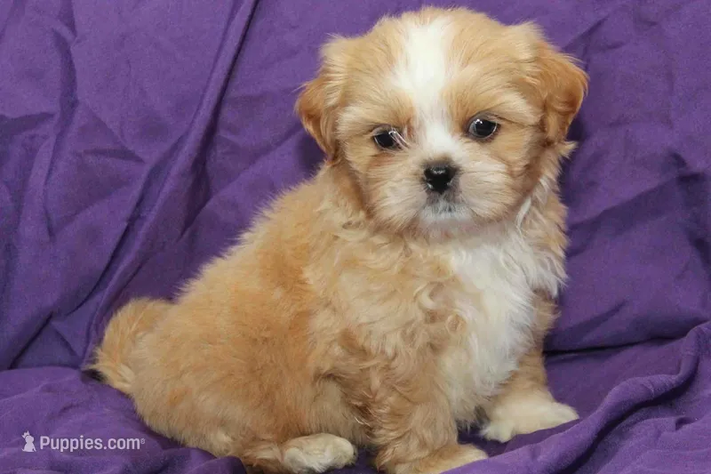 Comet – Shihpoo, Shih Tzu puppy for sale in Clarkson, KY