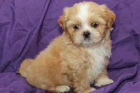 Comet, a male Shihpoo and Shih Tzu for sale in Clarkson, KY – 1 of 5