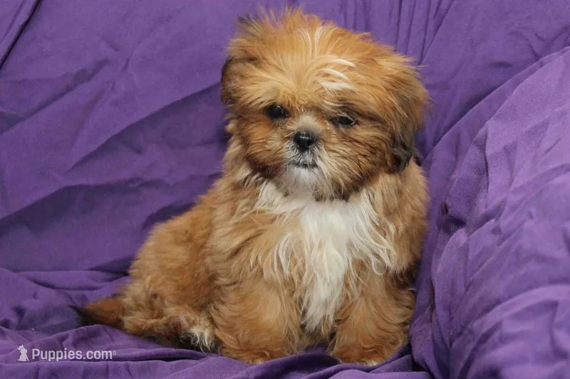 Pudding – Shih Tzu puppy for sale in Clarkson, KY