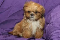 Pudding, a male Shih Tzu for sale in Clarkson, KY – 1 of 3