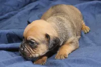 Todd, a male Puggle for sale in Clarkson, KY – 3 of 3