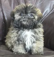 Lucy 2.5 pounds, a female Shih Tzu for sale in Clarkson, KY – 6 of 10