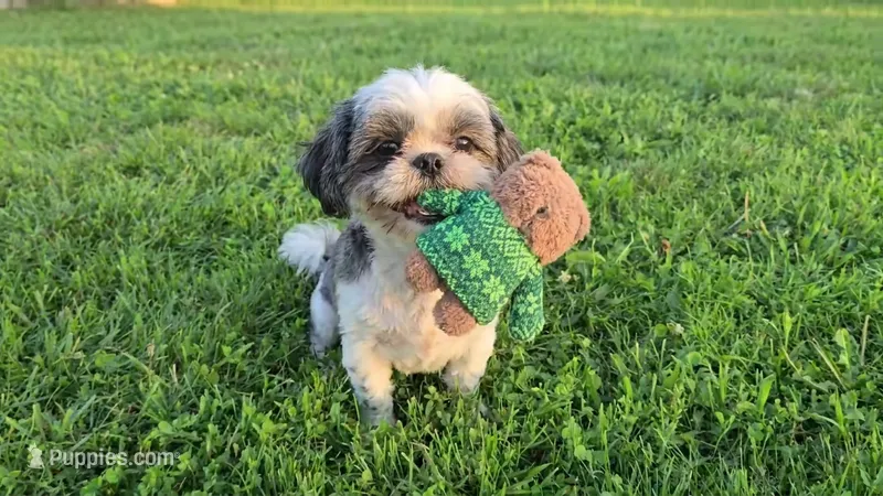Gypsy – Shih Tzu puppy for sale in Clarkson, KY