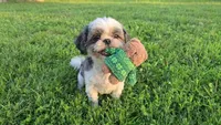 Gypsy, a female Shih Tzu for sale in Clarkson, KY – 1 of 1