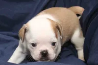 Chopper, a male Pug for sale in Clarkson, KY – 6 of 6