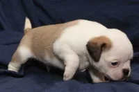 Shane, a male Pug for sale in Clarkson, KY – 4 of 5
