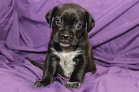 Guiness, a male Puggle for sale in Clarkson, KY – 7 of 9