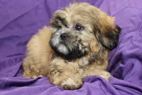 Chewy, a male Shihpoo and Shih Tzu for sale in Clarkson, KY – 3 of 4