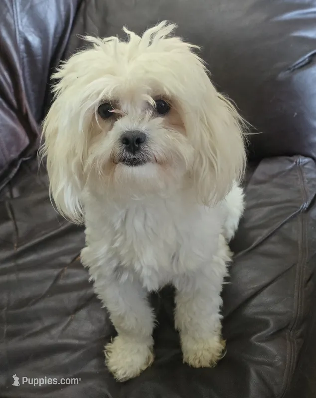 Libby – Shihpoo puppy for sale in Clarkson, KY