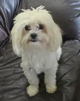 Libby, a female Shihpoo for sale in Clarkson, KY – 1 of 10