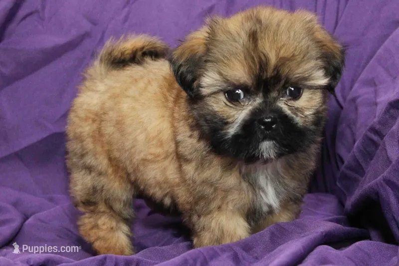 Indy – Shih Tzu puppy for sale in Clarkson, KY