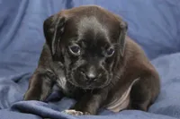Zorro, a male Puggle for sale in Clarkson, KY – 4 of 9