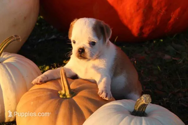 Chopper – Pug puppy for sale in Clarkson, KY