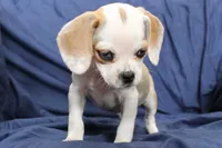 Duchess, a female Puggle for sale in Clarkson, KY – 3 of 8