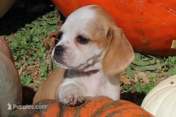 Nala – Puggle puppy for sale in Clarkson, KY