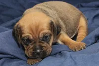 Copper, a male Puggle for sale in Clarkson, KY – 3 of 3