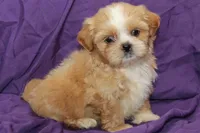 Comet, a male Shihpoo and Shih Tzu for sale in Clarkson, KY – 3 of 5