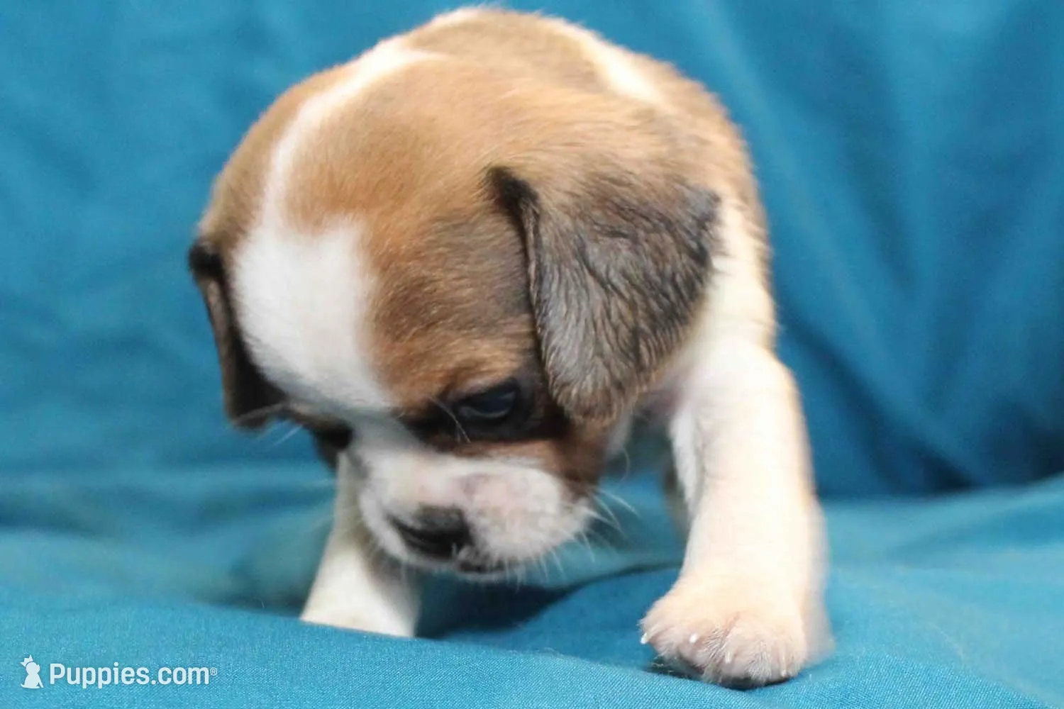 Sky, a female Puggle for sale in Clarkson, KY – 3 of 8