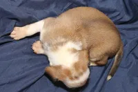 Ariel, a female Puggle for sale in Clarkson, KY – 4 of 4