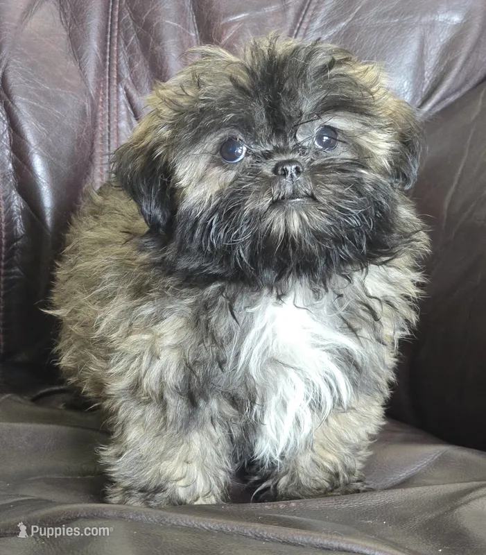 Lucy – Shih Tzu puppy for sale in Clarkson, KY