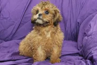 Peanut, a male Shih Tzu for sale in Clarkson, KY – 3 of 4