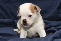 Chopper, a male Pug for sale in Clarkson, KY – 3 of 6