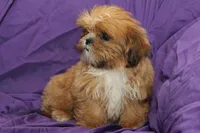 Pudding, a male Shih Tzu for sale in Clarkson, KY – 2 of 3