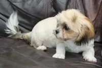 Max, a male Shih Tzu for sale in Clarkson, KY – 4 of 6