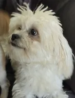 Libby, a female Shihpoo for sale in Clarkson, KY – 3 of 10