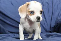 Duchess, a female Puggle for sale in Clarkson, KY – 2 of 8