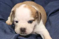 Nala, a male Puggle for sale in Clarkson, KY – 2 of 4