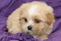 Winston , a male Shihpoo and Shih Tzu for sale in Clarkson, KY – 2 of 5