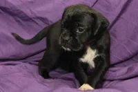 Dalia, a female Puggle for sale in Clarkson, KY – 1 of 7