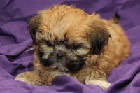 Hattie , a female Shih Tzu for sale in Clarkson, KY – 4 of 4