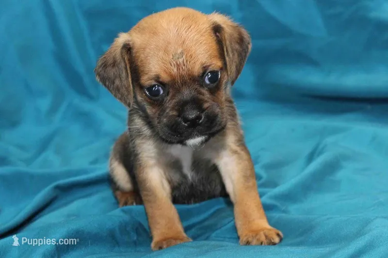 Dash – Puggle puppy for sale in Clarkson, KY