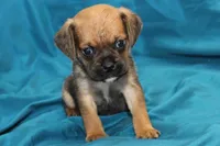 Dash, a male Puggle for sale in Clarkson, KY – 1 of 8