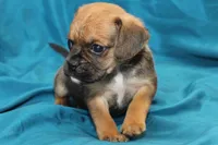 Dash, a male Puggle for sale in Clarkson, KY – 2 of 8