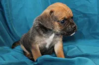 Dash, a male Puggle for sale in Clarkson, KY – 5 of 8