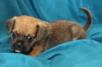 Dash, a male Puggle for sale in Clarkson, KY – 4 of 8